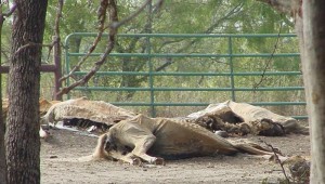 Decaying carcasses of horses starved to death at Terry Saulters‚ property in Waco, Texas. . Photo courtesy of kaufmanzoning.net.