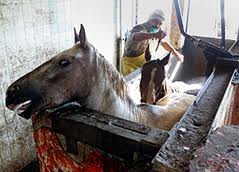 Horses being killed in Mexican slaughterhouse by puntilla method