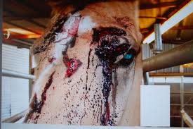 During transport and at the slaughterhouse, eyes are often poked out on unruly horses.