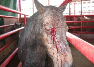 Horse injured during transport to Beltex horse slaughter plant