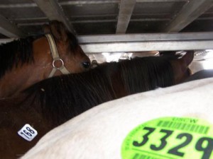 View of the interior of a double deck cattle trailer full of horses used by Godbout Shipping.