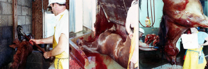 The Process of Slaughtering Horse Meat.