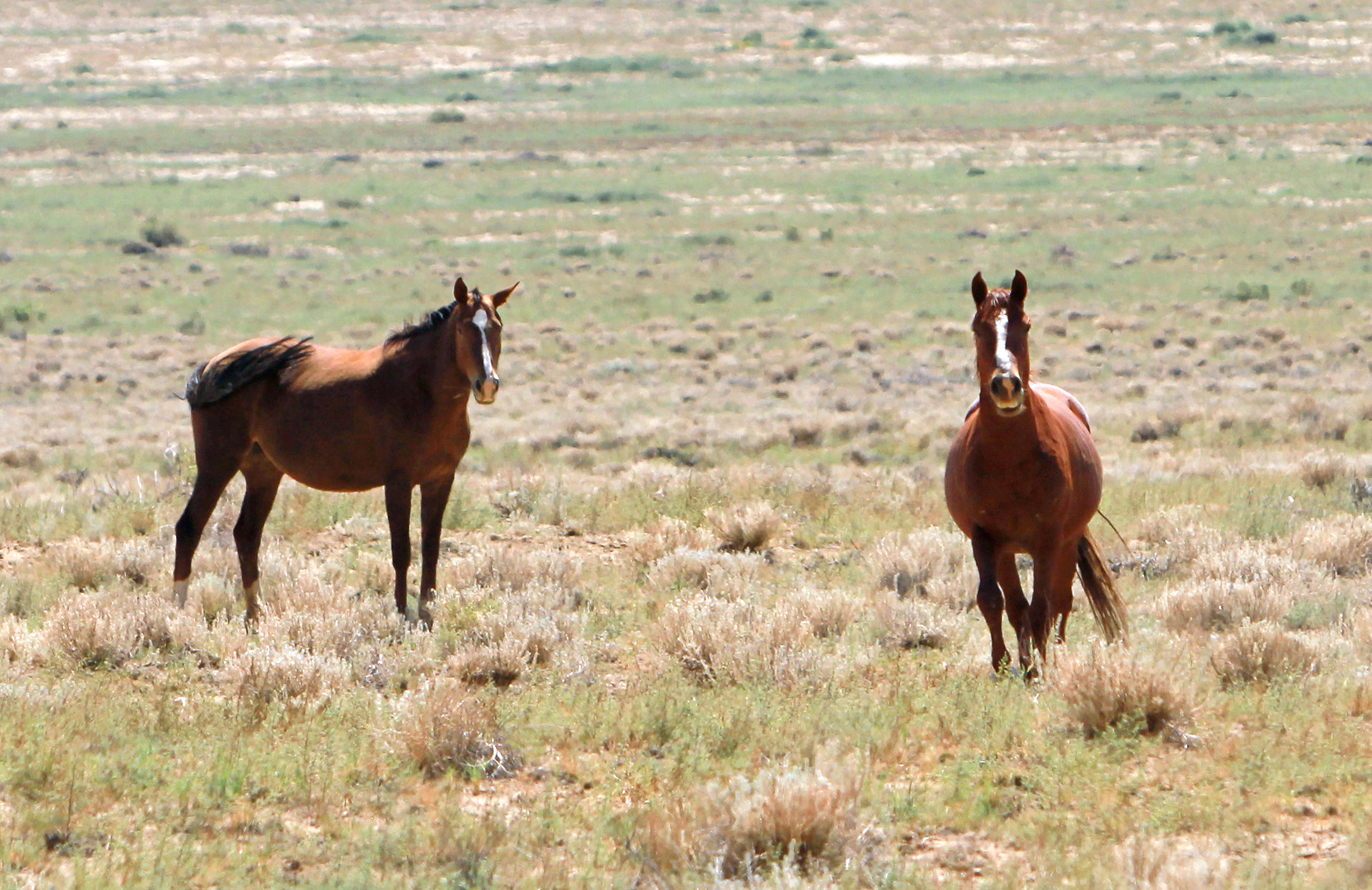 Augusta Liddic Ñ The Daily Times Feral horses are seen off of Indian Service Route 5091 on Friday, Sept. 6, 2013, in Shiprock. (Augusta Liddic/The Daily Times)