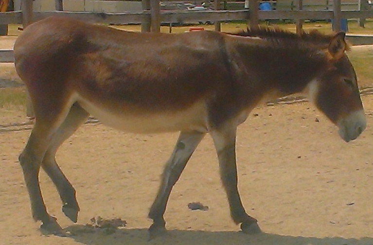 Bernadette - Adoptable Donkey