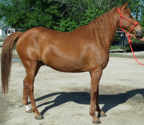 Chino - Adoptable Horse