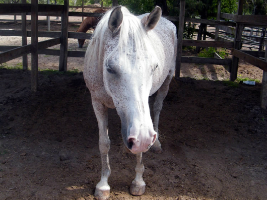 Celine - adoptable horse