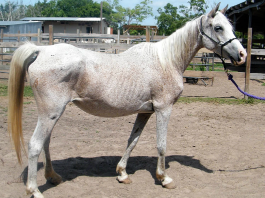 Celine - adoptable horse