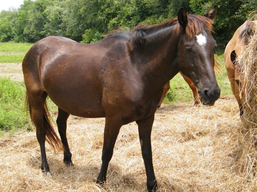 Chulita's Beau - adoptable horse