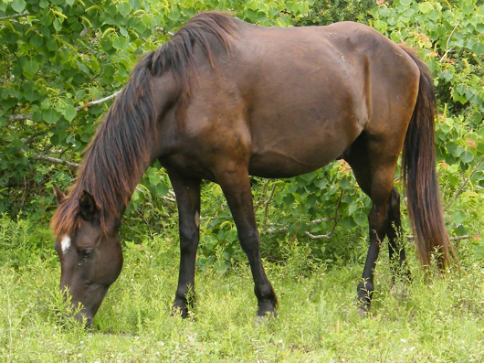 Chulita's Beau - adoptable horse