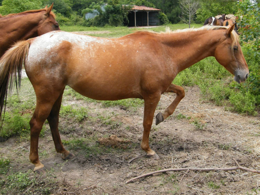Ezri - adoptable horse