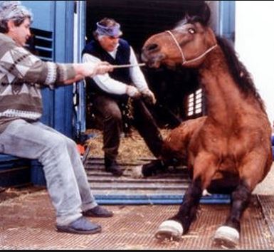 stop horse slaughter