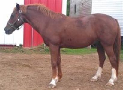 Blu - Adoptable Horse