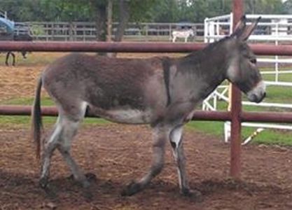 Earl - Adoptable Donkey