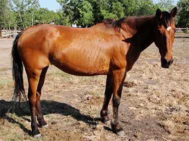 Nevaeh - adoptable horse