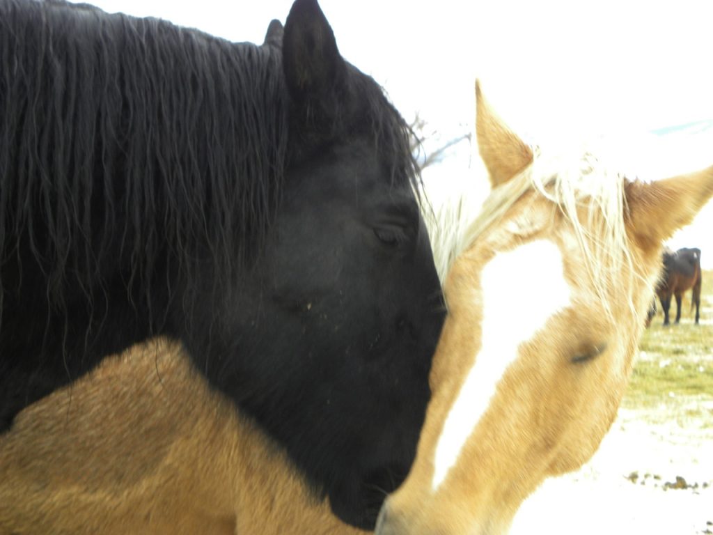 Navarro - Adoptable Horse