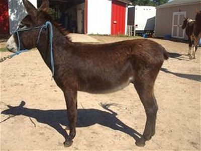 Stanley - Adoptable Donkey