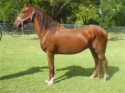 Bridgette - Adoptable Horse