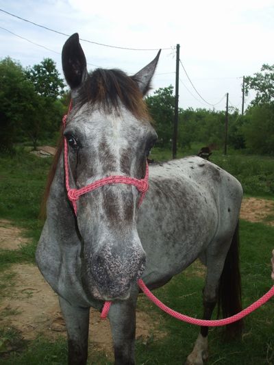 Kazi - Adoptable Horse