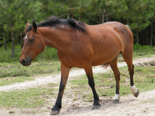 Lady Rebecca Rolfe - adoptable horse