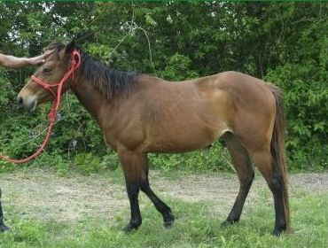 Merida - adoptable rideable pony mix
