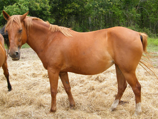 Moira - adoptable horse