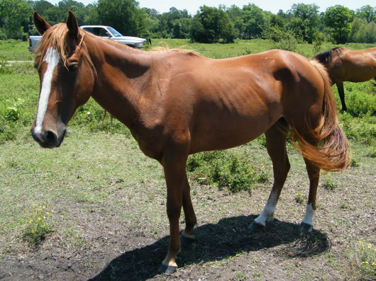 Nerissa - adoptable easy to train horse