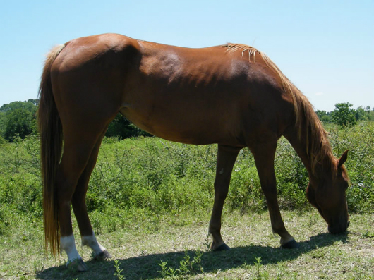 Nerissa adoptable horse