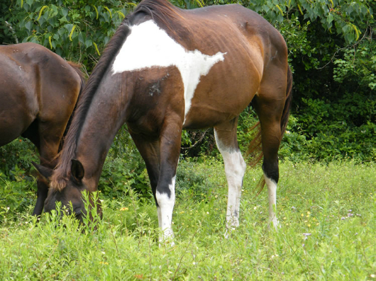 Oreo - adoptable horse