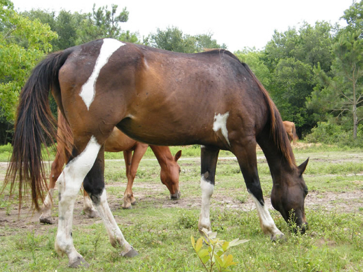 Oreo - adoptable horse