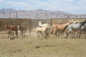 Palomino Valley Center horses