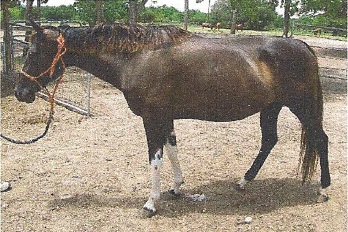 Raiha - adoptable horse