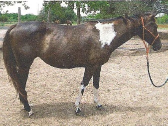 Raiha - adoptable horse