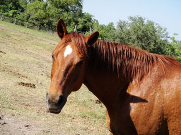 Roca - Adoptable Horse