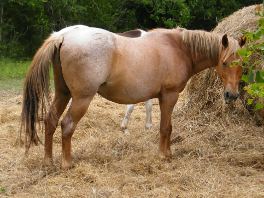 Si-Kis - Adoptable Horse