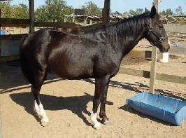 Smitty - Adoptable Horse