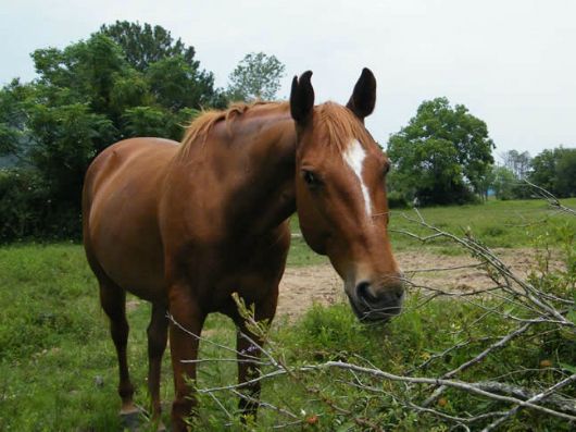 Stara - adoptable horse