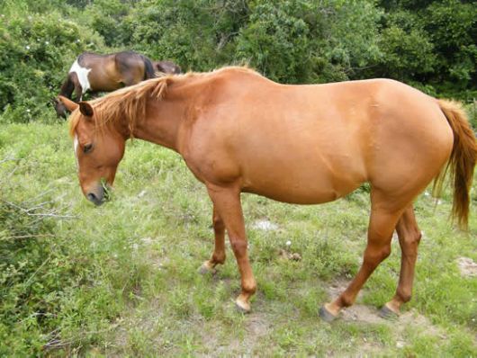 Stara - adoptable horse