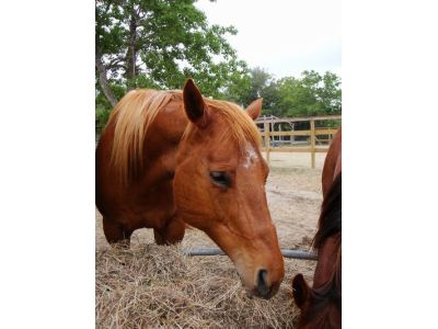 Sweets - adoptable horse