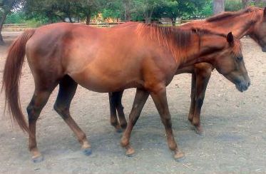 Tannah - adoptable horse