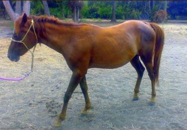 Tannah - adoptable horse