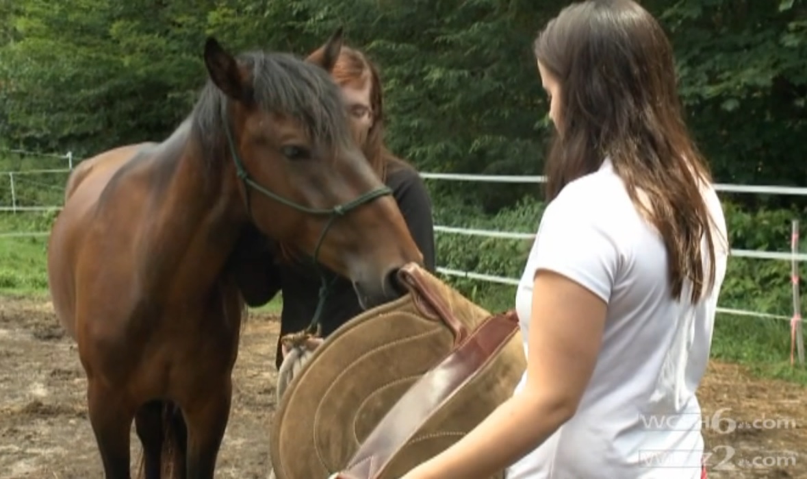 Horse assisted therapy