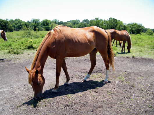 Trini - Adoptable Horse
