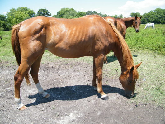 Trini - Adoptable Horse