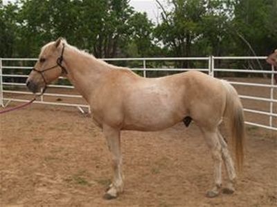 Barney - adoptable horse