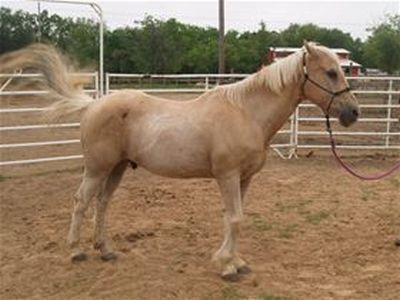 Barney - adoptable horse