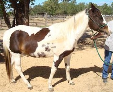 Carolina Jewel - Adoptable Horse