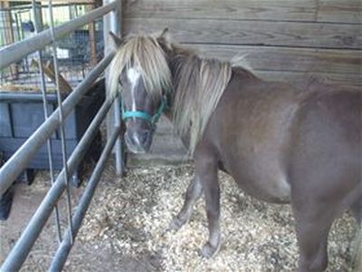 Gulliver - adoptable mini horse