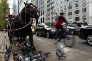 NYC Central Park Carriage Rides
