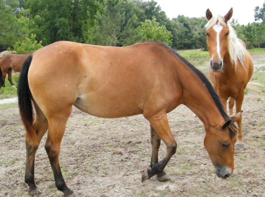 Zada - adoptable horse