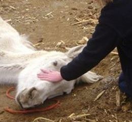 Stop equine cruelty